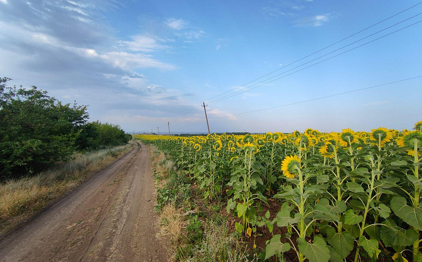 Продаю земельный участок с урожаем подсолнечника фото