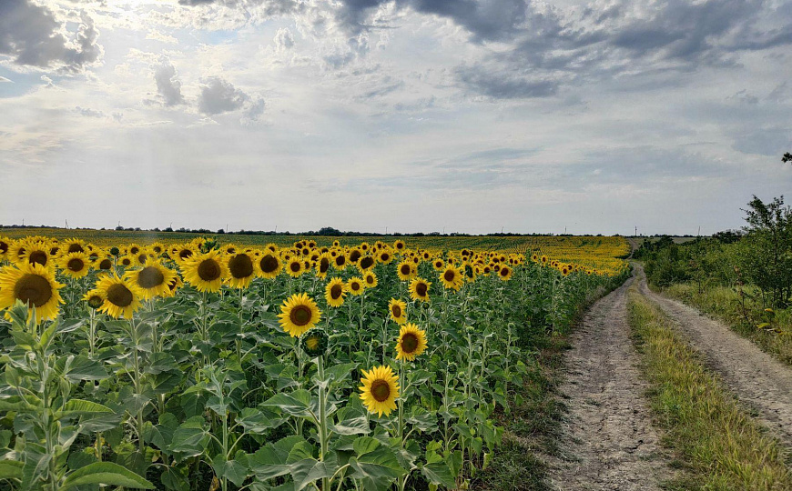 Продаю земельный участок с урожаем подсолнечника фото